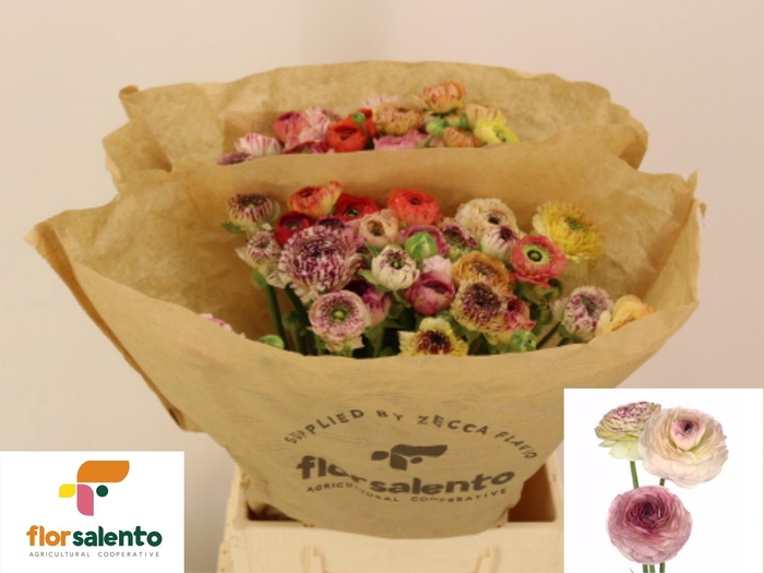 <h4>RAN  EL PA ST GEM BS</h4>