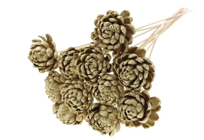 Shola New Beauty Rose Ø8cm on stem Gold