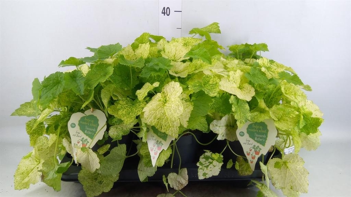 <h4>Tolmiea menziesii ...variegated</h4>