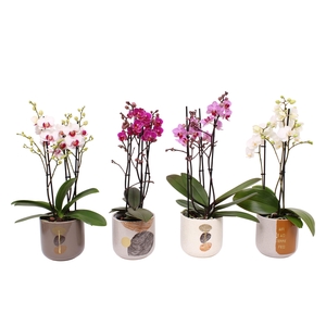 Phal. Multiflora 3-tak mix in keramiek BGC967