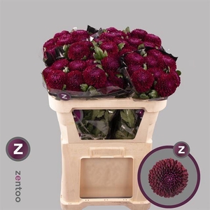 CHRYSANTHEMUM PL 'POKER'