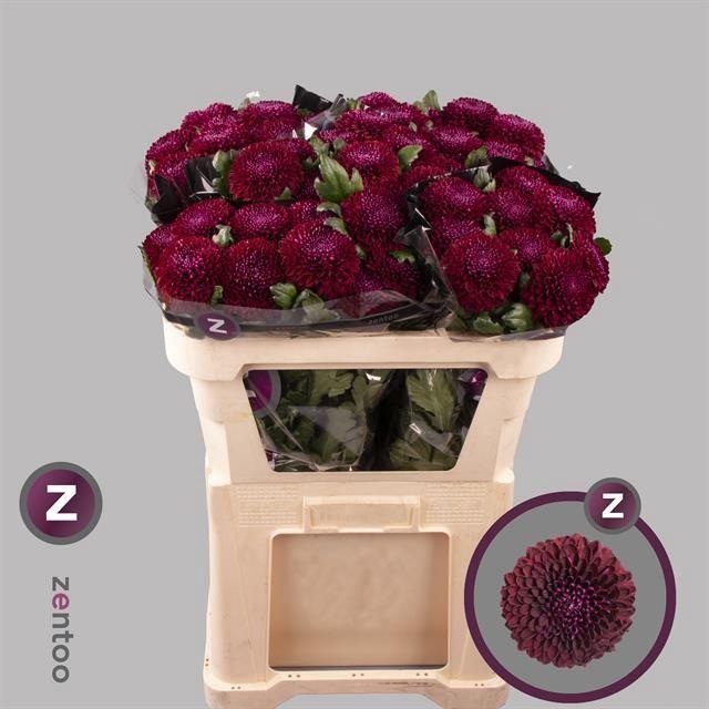 <h4>CHRYSANTHEMUM PL 'POKER'</h4>