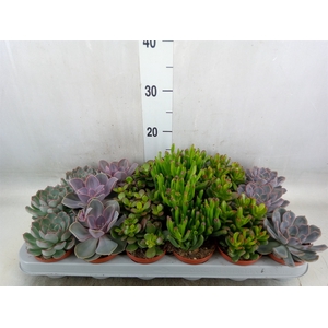Succulents   ...