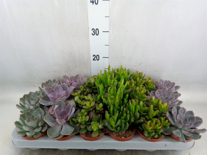 <h4>Succulents   ...</h4>