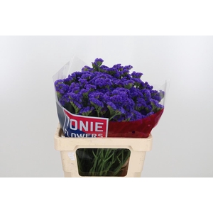 Limonium Crystal Dark Blue