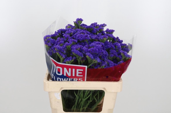 <h4>Limonium Crystal Dark Blue</h4>