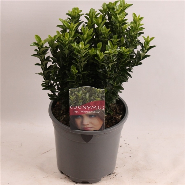 <h4>Euonymus jap. Microphyllus</h4>