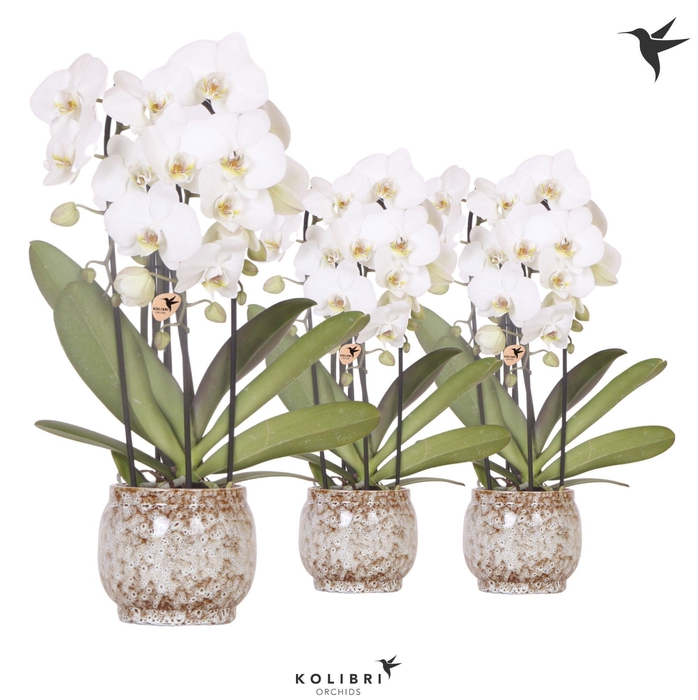 <h4>Kolibri Orchids Phalaenopsis Cascade Niagara Fall white 3 spike in Safari pot</h4>