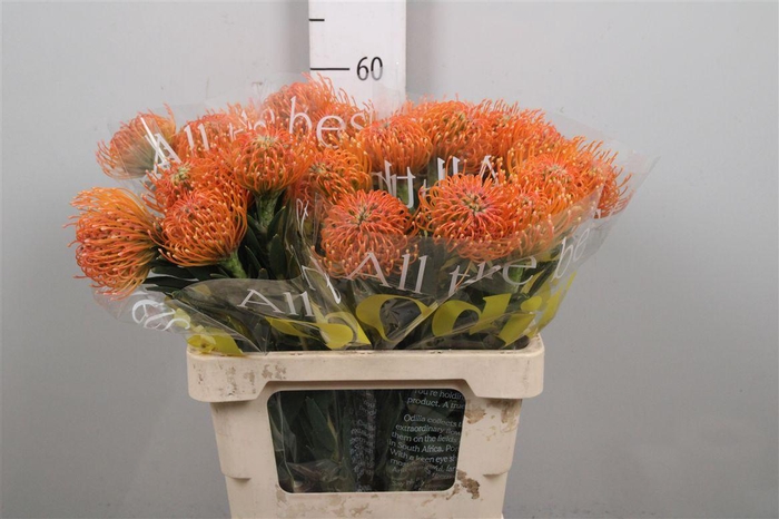 <h4>Leuco Ayoba Peach</h4>