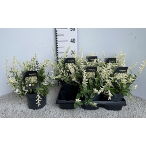 EUONYMUS FO HARLEQUI