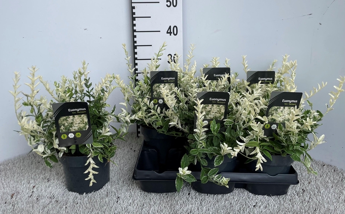 <h4>EUONYMUS FO HARLEQUI</h4>