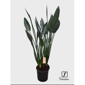 F Strelitzia Reginae (in knop)