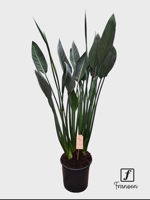 <h4>F Strelitzia Reginae (in knop)</h4>