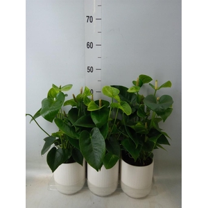 Anthurium andr. 'Smaragd'