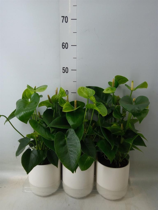 <h4>Anthurium andr. 'Smaragd'</h4>