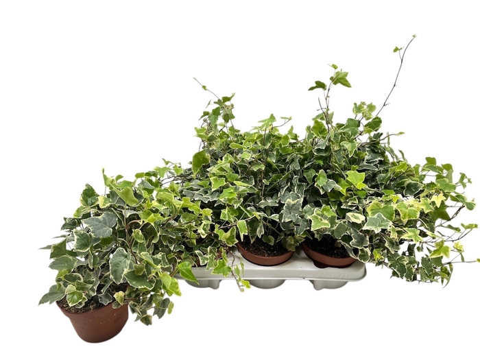 <h4>HED HE INGELISE</h4>