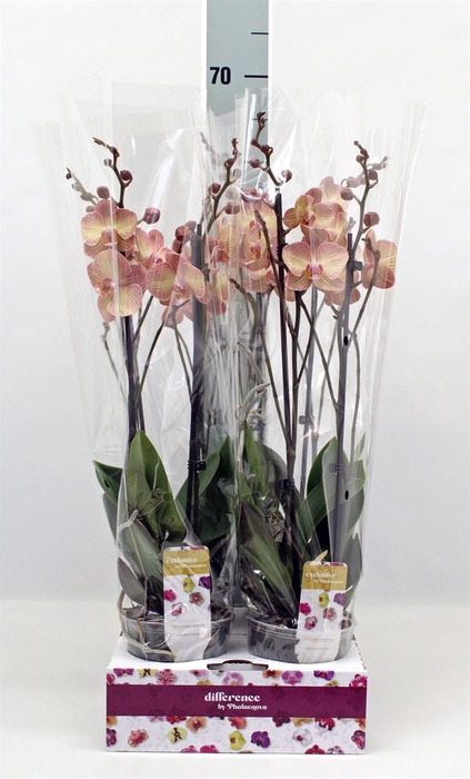 <h4>Phalaenopsis   ...</h4>