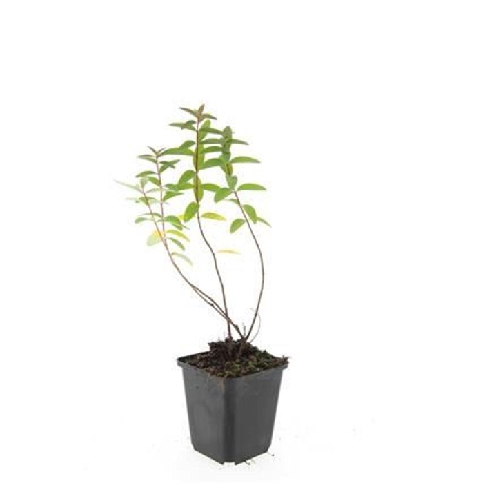 <h4>Hypericum Hidcote</h4>