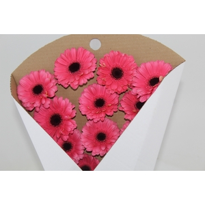 GERB PRE - INTENZZ >10 050 CM DIAM MIN 10 CM ROSA