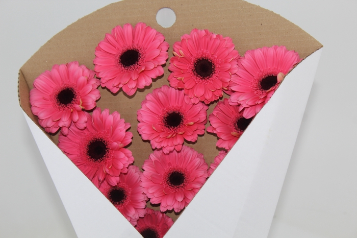 <h4>GERB PRE - INTENZZ >10 050 CM DIAM MIN 10 CM ROSA</h4>