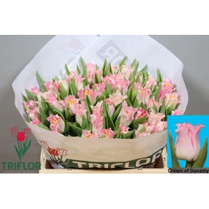 TULIPA CO 'CROWN OF DYNASTY'