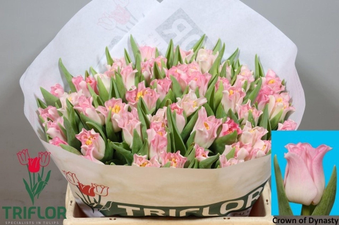 <h4>TULIPA CO 'CROWN OF DYNASTY'</h4>