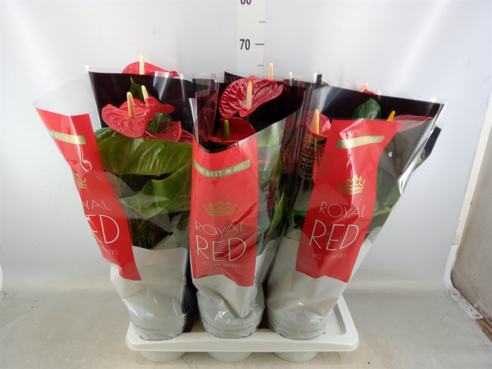 <h4>Anthurium andr. 'Madural'</h4>