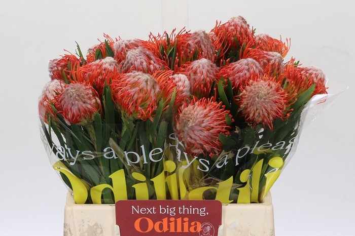 <h4>Nutans Tango</h4>