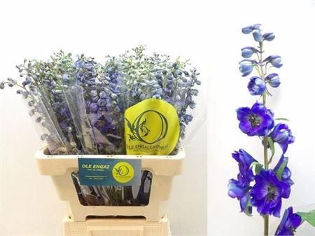 <h4>Delph En Black Knigh</h4>