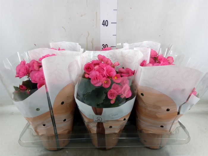 <h4>Begonia elat. HL 'Adonia Pink'</h4>