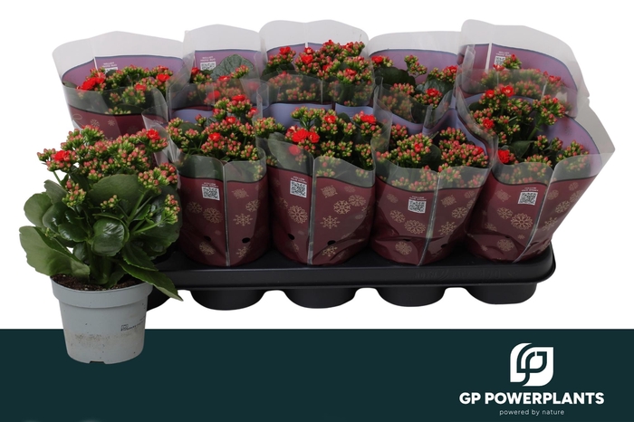 <h4>KAL GE RF NOELLE</h4>