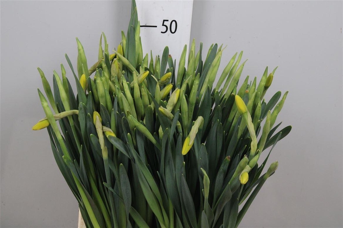 <h4>Narc G Pinza</h4>