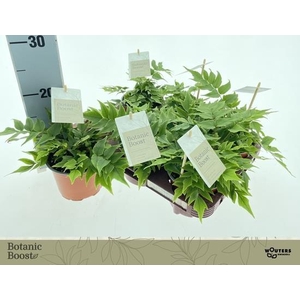 Cyrtomium (Aspidium) 12Ø 20cm