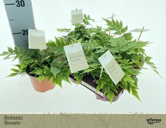 Cyrtomium (Aspidium) 12Ø 20cm