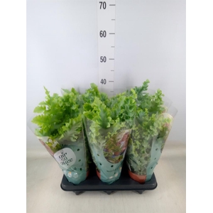 Phlebodium aureum 'Davana'