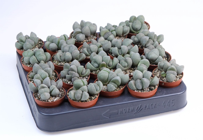 <h4>Lithops spp.</h4>