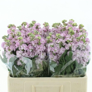 Matth Iron Cherry Bl