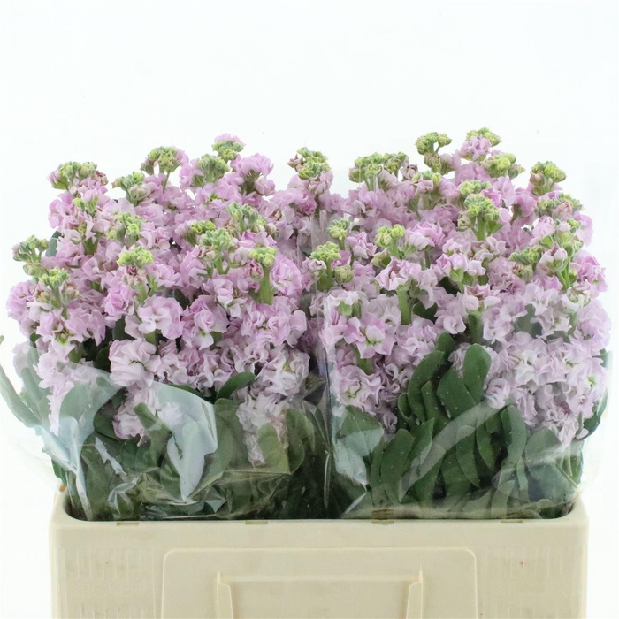 <h4>Matth Iron Cherry Bl</h4>