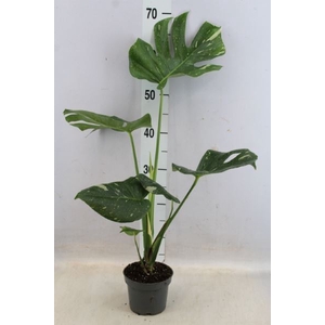 Monstera   ...