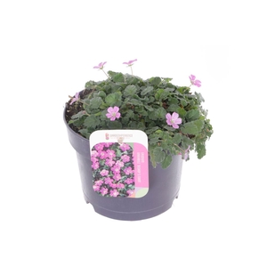 Erodium var. Bishop's Form