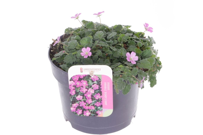 <h4>Erodium var. Bishop's Form</h4>