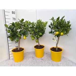 Citrus meyeri Lemon on stem