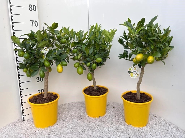 <h4>Citrus meyeri Lemon on stem</h4>