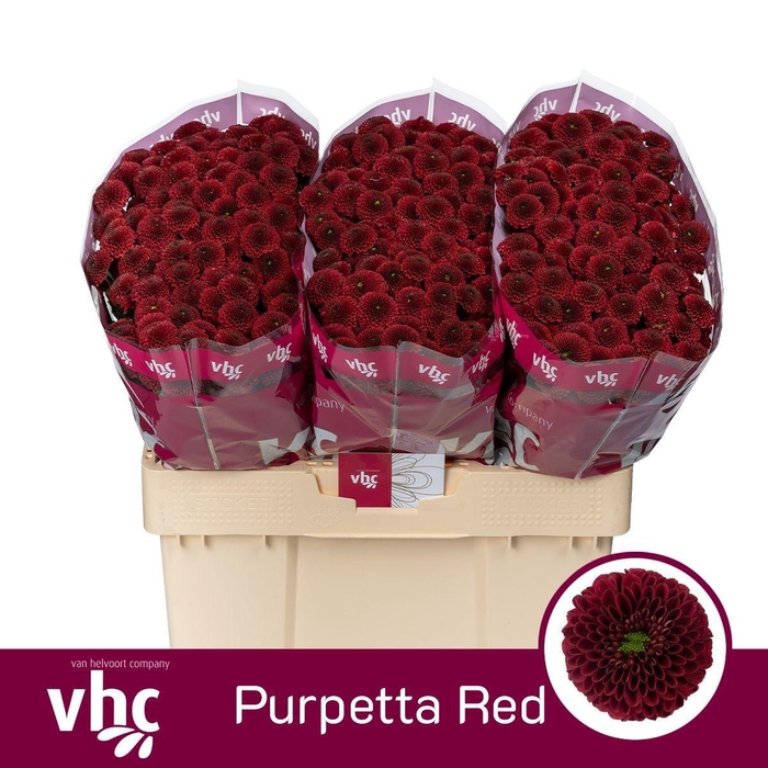 <h4>Chr S Aaa Purpet Red</h4>