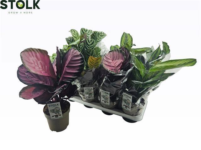 <h4>CALAT GEM 4 SRT</h4>