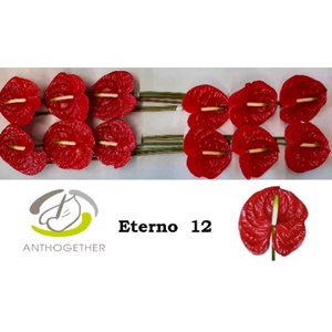 Anth A Eterno 13 cm X12 Wijnen