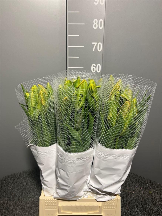 <h4>Tu Avignon Parrot</h4>