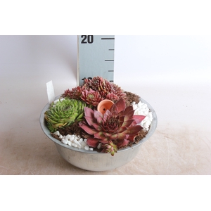 ARR SEMPERVIVUM