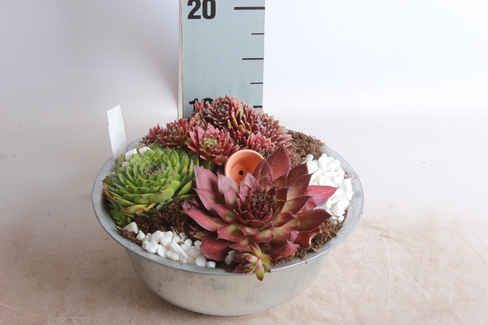 <h4>ARR SEMPERVIVUM</h4>
