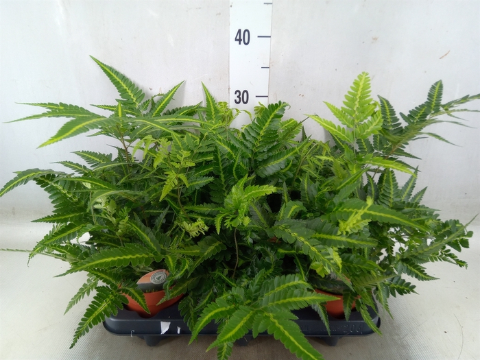 <h4>Arachniodes aristata 'Variegata'</h4>